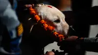Personel kepolisian memberikan kalung bunga dan bubuk vermillion di dahi anjing polisi selama perayaan Tihar di Kathmandu, Minggu (27/10/2019). Festival tersebut  memperlihatkan betapa pentingnya keberadaan hewan-hewan di sebagai perantara manusia dan Tuhan. (AP/Niranjan Shrestha)
