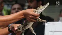 Polisi menunjukkan buaya muara saat rilis kasus perdagangan satwa dilindungi di Polda Metro Jaya, Jakarta, Rabu (26/9). Polisi mengamankan dua ekor buaya muara. (Merdeka.com/Imam Buhori)