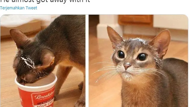 7 Potret Aksi Kucing saat Ketahuan Curi Makan Ini Bikin Geleng Kepala