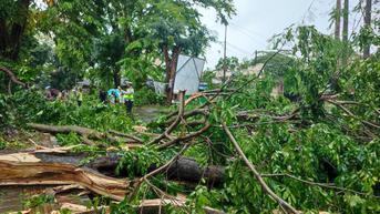 Diterjang Angin Kencang, Belasan Pohon di Kota Bogor Tumbang