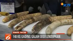 Gading-gading gajah berasal dari Nigeria terdiri dari tiga gading besar dan 31 potongan yang lebih kecil