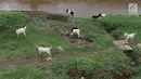 Kambing memakan rumput di bantaran Sungai Ciliwung, Jakarta, Rabu (7/11). Peternak menggembalakan kambingnya di kawasan tersebut untuk mengurangi biaya pakan. (Liputan6.com/Immanuel Antonius)