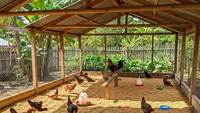 7 Cara Membuat Kandang Ayam Anti Tikus dan Ular, Minimalkan Kerugian