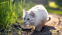 5 Cat Breeds With Amazing Hunting Ability