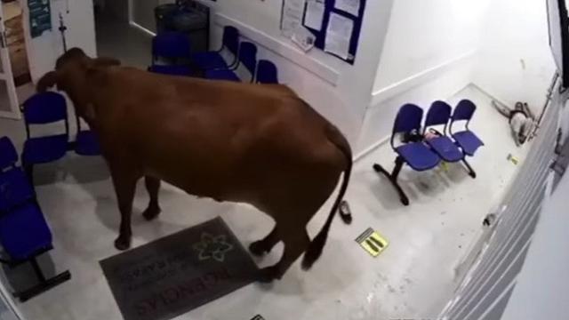 6 Potret Sapi Masuk Rumah Ini Bikin Bingung Cara Usirnya