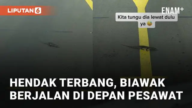 VIDEO: Hendak Terbang, Seekor Biawak Berjalan di Depan Pesawat Bikin Pilot Kaget