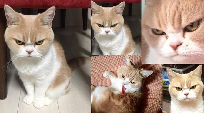 Kalahkan Grumpy Cat Kucing Berwajah Marah Ini Tak Pernah Senyum Lifestyle Fimela Com