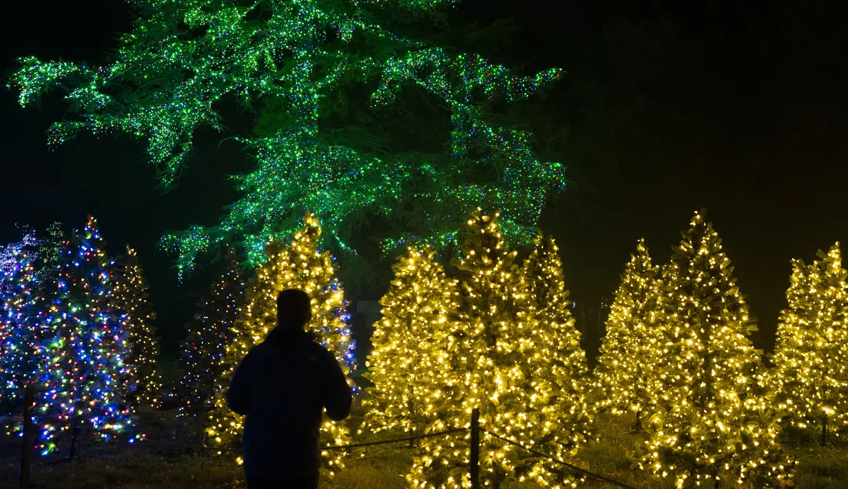 Seorang pengunjung melihat pajangan lampu Natal pada pertunjukan cahaya Holiday Road di Calabasas, California, Amerika Serikat, 10 Desember 2021. Holiday Road digelar sepenuhnya setelah pandemi COVID-19 mengubah festival cahaya tahunan ini menjadi acara drive-thru tahun lalu. (AP Photo/Jae C.Hong)