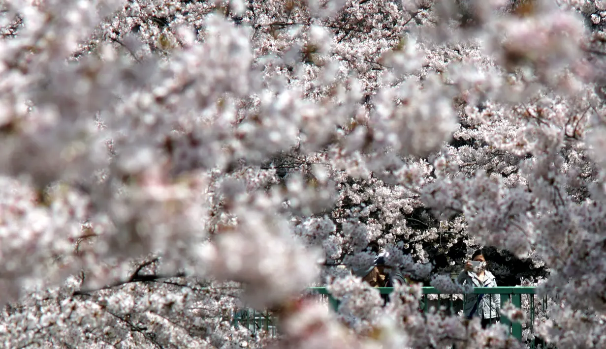 Seorang wanita mengambil gambar bunga Sakura dengan ponselnya di kawasan Asakusa Tokyo, Kamis (6/4). Keindahan Bunga Sakura menyebabkan banyak wisatawan dari manca negara berburu hanya untuk melihatnya mekar. (AFP Photo/ Behrouz MEHRI)