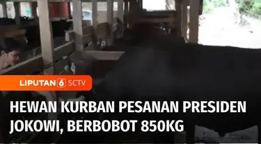 Hari Raya Idul Adha masih sebulan lagi, namun jauh-jauh hari, Presiden Joko Widodo sudah memesan hewan kurban. Salah satu yang dipesan adalah sapi berbobot 850 kilogram, milik peternak di Konawe Selatan, Sulawesi Tenggara.