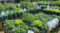 6 Cara Memanfaatkan Galon Bekas agar Jadi Kebun Sayur Produktif, Kreatif dan Estetik