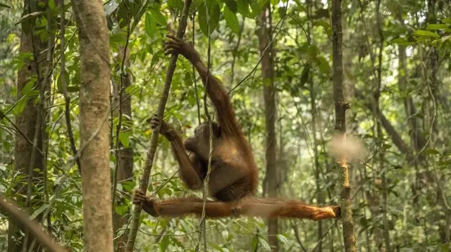 Nestapa 46 Orangutan Terjebak di Sisa Hutan Terbakar