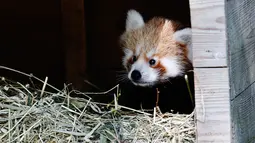 Bayi panda merah berada di kandangnya di Kebun Binatang Biotropica di Val-de-Reuil, Prancis, (28/8). Panda merah atau dalam nama ilmiahnya Ailurus fulgens adalah sejenis binatang menyusui di dalam ordo Carnivora. (AFP Photo/Charly Triballeau)