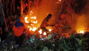 Kebakaran Hutan Jati di Situbondo, 4 Hektare Lahan Hangus