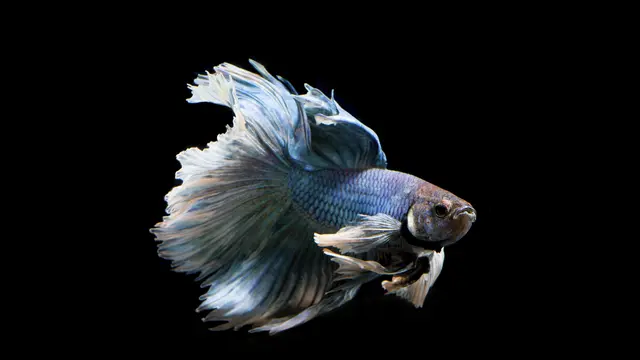 Cara Ternak Ikan Cupang