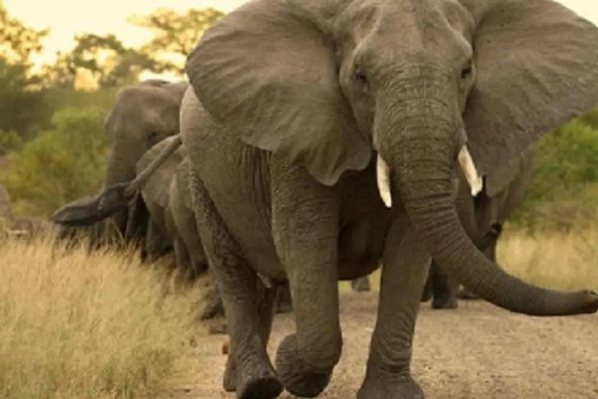 Ilustrasi Gajah (iStock)