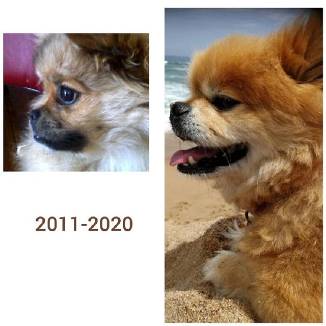 perbandingan hewan setelah dirawat manusia