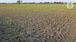 Kondisi sawah yang mengalami gagal panen di Desa Sukaringin, Sukawangi, Kabupaten Bekasi, Jawa Barat, Jumat (10/9/2021). Menurut petani, musim kemarau membuat sawah kekeringan dan gagal panen yang sudah berlangsung selama delapan bulan. (Liputan6.com/Herman Zakharia)