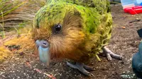 Kākāpō, spesies burung beo paling gemuk di dunia terancam punah (AFP?Andrew Digby)