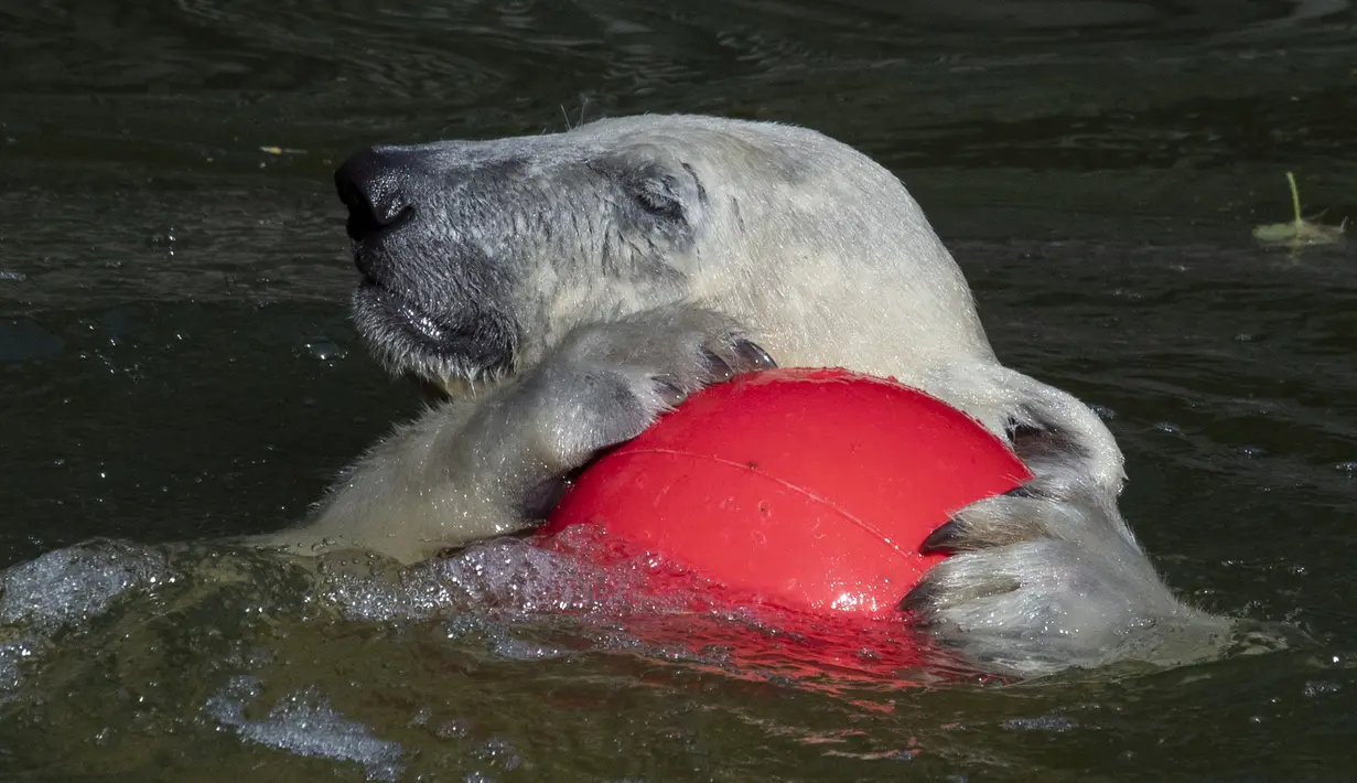 Hertha si beruang kutub bermain dengan bolanya saat suhu mencapai lebih dari 30 derajat Celcius  di kebun binatang Tierpark di Berlin, Jerman (26/7/2019). Rekor suhu terpanas baru tercatat di berbagai penjuru Eropa termasuk Jerman sewaktu gelombang panas melanda benua tersebut. (AFP Photo/John Macdo
