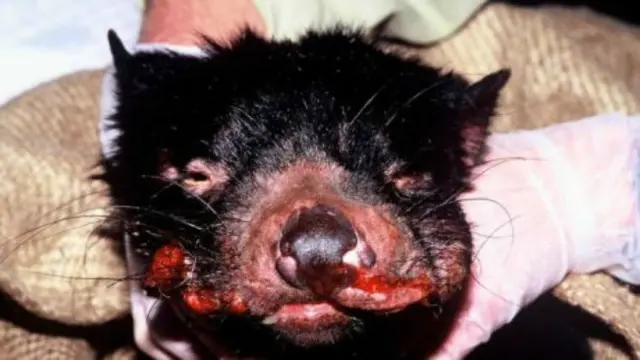 Tasmanian devil yang mengidap tumor Tumor Wajah Tasmanian Devil (DFTD) (sumber: Tasmanian Department of Primary Industries and Water)