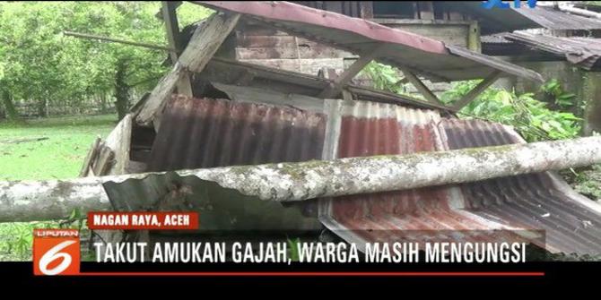 Gajah Liar Kembali Rusak Rumah Warga di Aceh