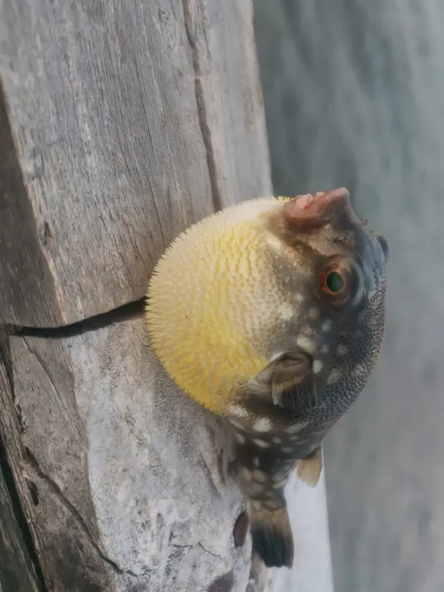 ikan buntal