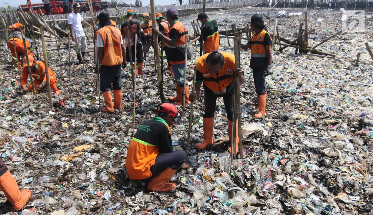 Petugas Sudin Lingkungan Hidup bersama PPSU menanam bibit pohon mangrove di atas tumpukan sampah di kawasan hutan mangrove Ecomarine, Jakarta Utara, Minggu (18/3). Media tanam bibit mangrove itu berupa sampah yang terurai. (Liputan6.com/Arya Manggala)