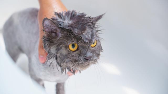 Cat Bathe
