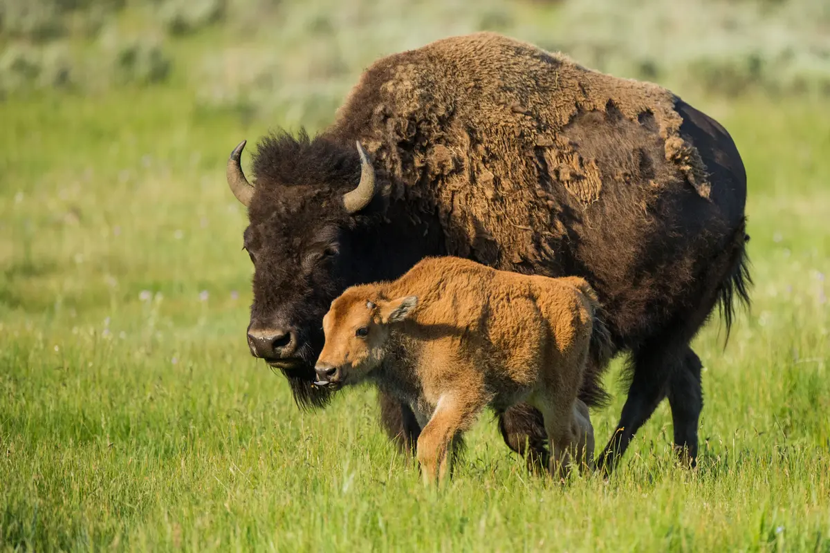 [Bintang] Bison, Resmi Dinyatakan Sebagai Mamalia Nasional AS