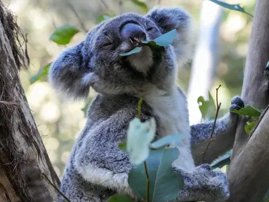 Seekor koala duduk di pohon di taman koala di Sydney, Australia pada Jumat, 5 Mei 2023. (AP Photo/Mark Baker)