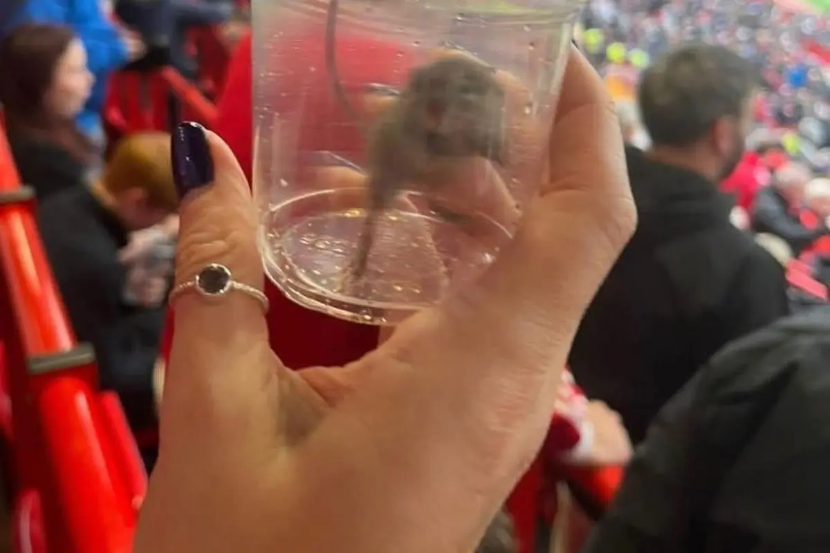 Tikus Old Trafford
