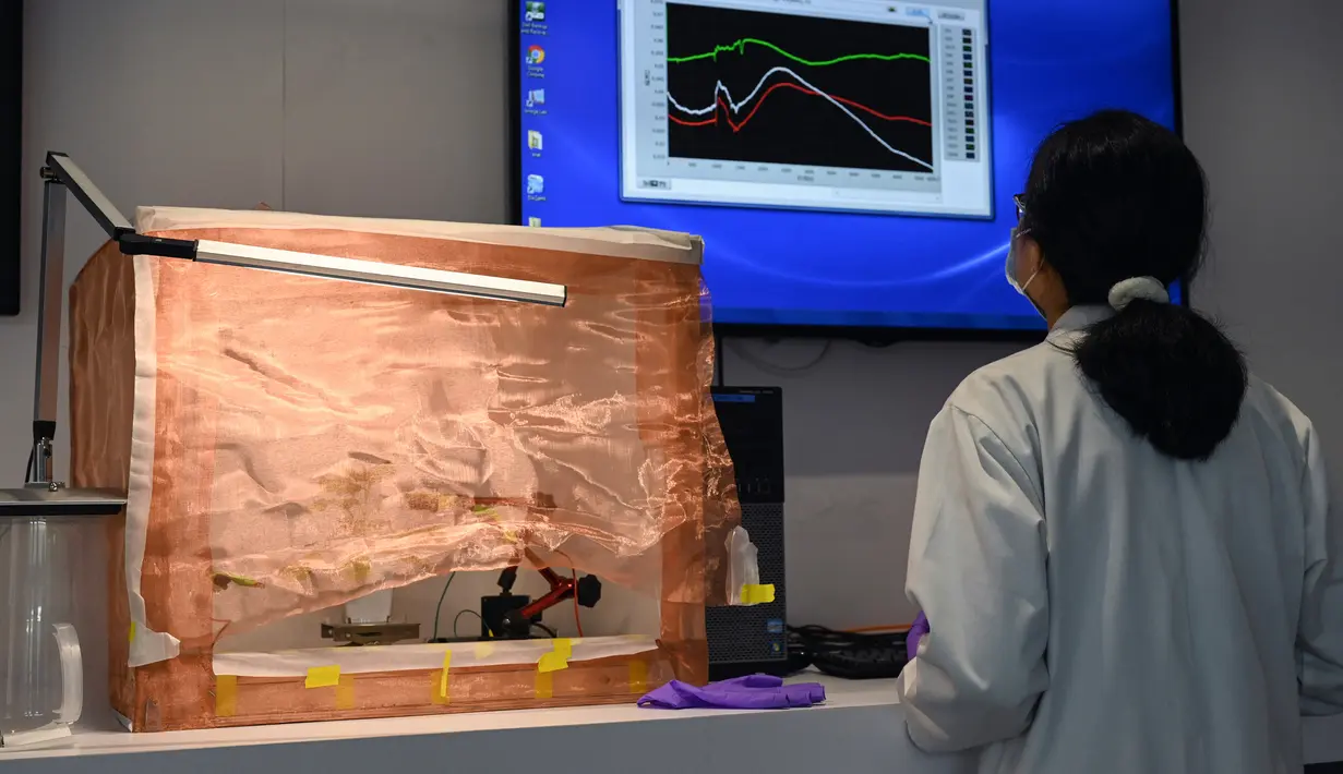Luo Yifei, mahasiswa PhD di Sekolah Ilmu dan Teknik Material Nanyang Technological University memantau aplikasi pada komputer saat uji elektroda yang dipasang pada permukaan tanaman tembakau di laboratorium, Singapura, 24 Maret 2021. (Roslan RAHMAN/AFP)