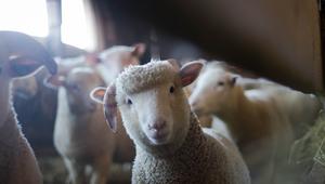 Ilustrasi domba, salah satu hewan yang bisa terinfeksi wabah PMK. Credits: pexels.com by Trinity Kubassek