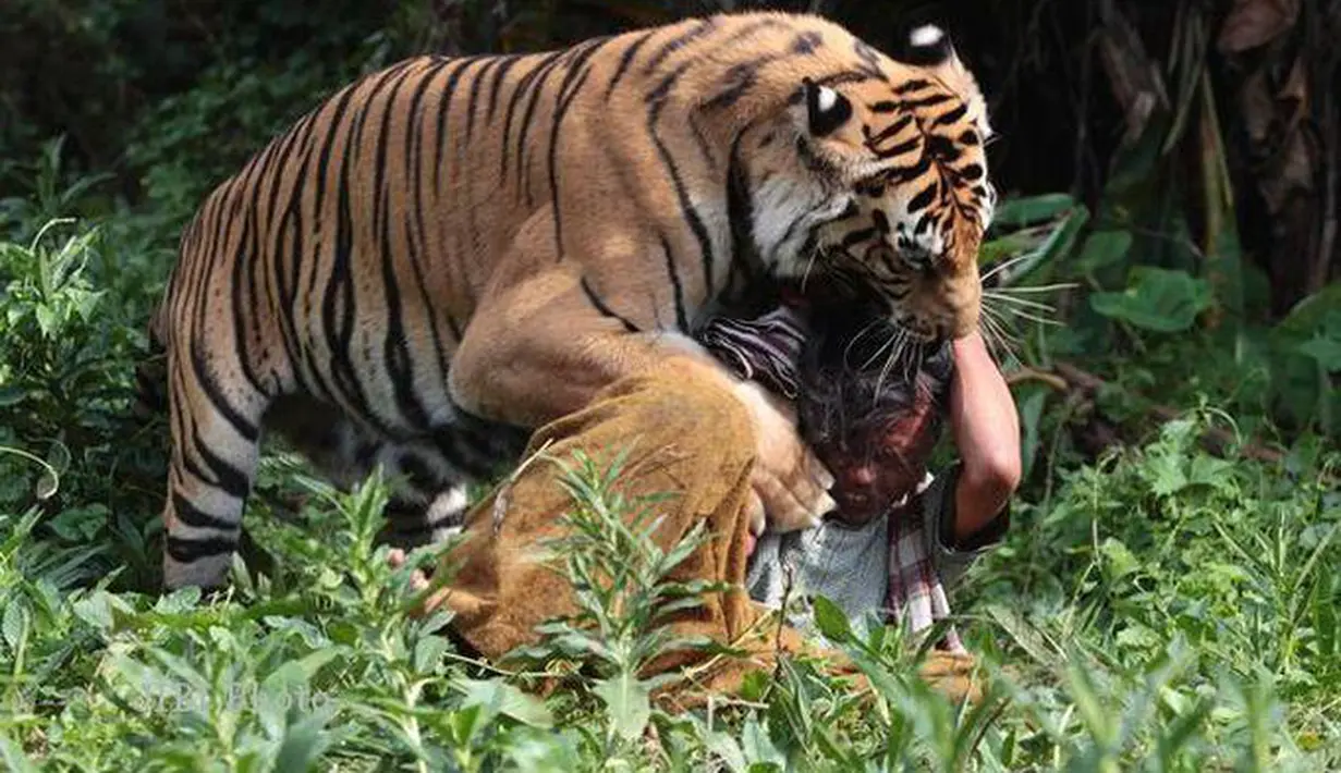 Sugianto (35), warga Kabupaten Bengkalis diterkam dan dimakan harimau saat memanen sawit di kebunnya, Senin (20/9/2010). Tragisnya binatang buas itu terus menunggui mayat korban (Istimewa)