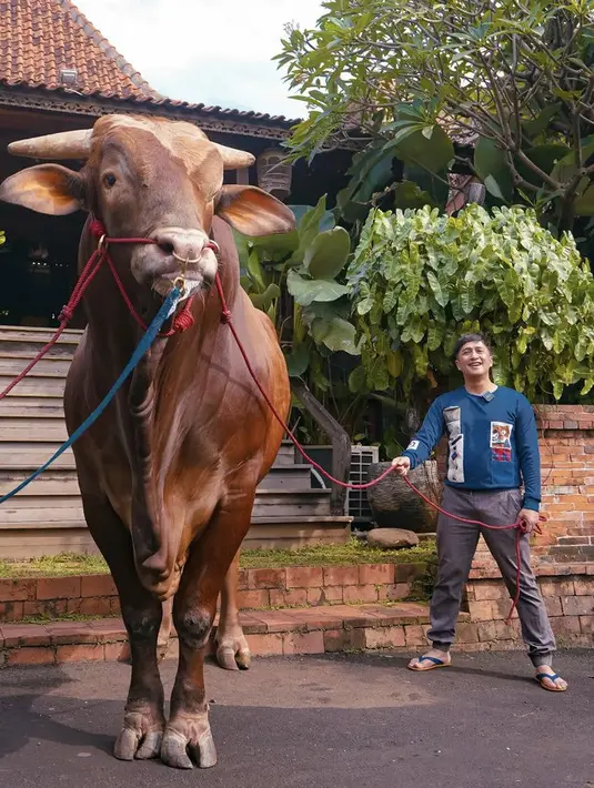 Irfan Hakim yang mengenakan atasan biru dan celana keabuan tersebut pun nampak berfoto bersama sapinya yang begitu besar. @irfanhakim75