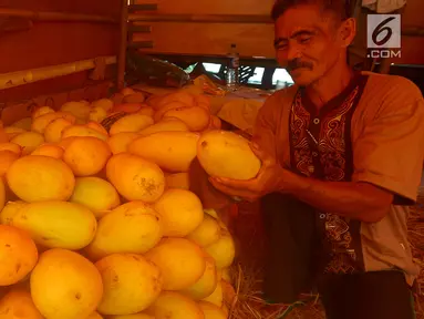 Pedagang timun suri merapikan dagangannya di Pasar Induk Kramat Jati, Jakarta, Rabu (23/5). Pedagang menjual timun seharga Rp 7 ribu per kilogram. (Merdeka.com/Imam Buhori)