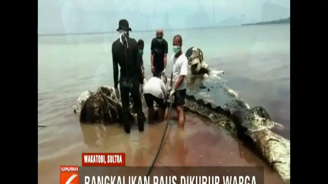 Bangkai ikan paus sperma sepanjang delapan meter yang mati akibat memakan sampah plastik di Pulau Kapota, Kabupaten Wakatobi, Sulawesi Tenggara, akhirnya di kubur oleh warga setempat.
