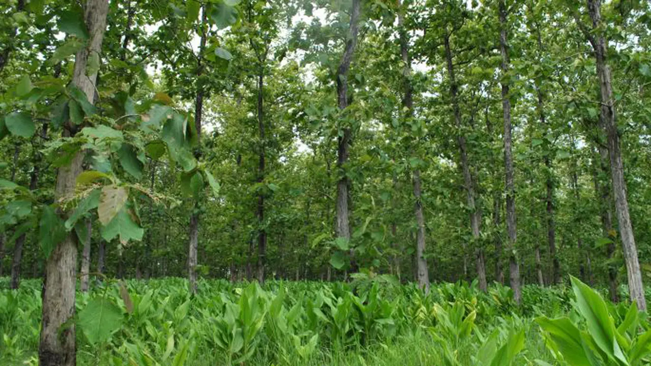 Hutan Perhutani