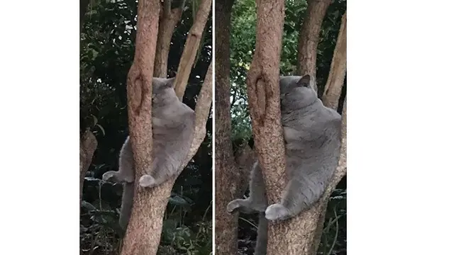 8 Pose Kucing saat Tidur di Pohon Ini Bikin Gemas Sekaligus Geregetan