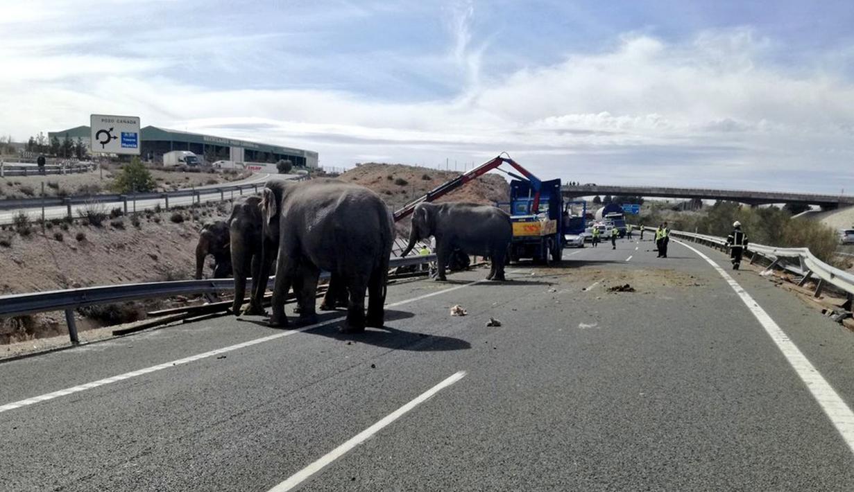 Sejumlah gajah berkeliaran di ruas jalan raya setelah kendaraan pengangkut mereka mengalami kecelakaan di Provinsi Albacete, Spanyol, Senin (2/4). Aparat setempat dibantu menutup jalan raya tersebut untuk melakukan evakuasi. (twitter.com/PoliciaAlbacete)