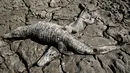 Dua bangkai buaya caiman yacare terlihat di tepi sungai Pilcomayo yang mengalami kekeringan di Boqueron, Paraguay, 14 Agustus 2016. Selama hampir dua dekade terakhir ini debit air sungai Pilcomayo berada pada tingkat terendah. (REUTERS/Jorge Adorno)