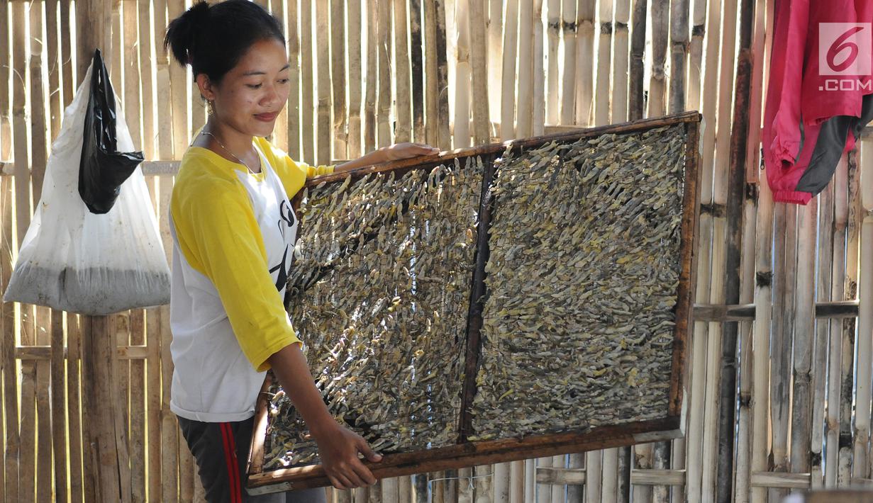 Pekerja memindahkan cicak di rumah industri kawasan Cirebon, Jawa Barat, Selasa (2/4). Cicak kering ini dipercaya mampu mengobati sesak napas dan alergi. (Liputan6.com/Herman Zakharia)