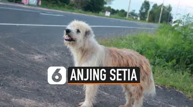 Anjing dikenal sebagai hewan yang setia terhadap majikannya. Ini terlihat dari seekor Anjing bernama Leo asal Thailand yang setia menunggu majikannya selama 4 tahun di tempat terakhir ia tertinggal. Kisahnya ini menjadi viral di media sosial.