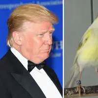 Nggak salah apa-apa, benda-benda berikut ini sering dimiripin sama Donald Trump. (Via: earthporm.com)