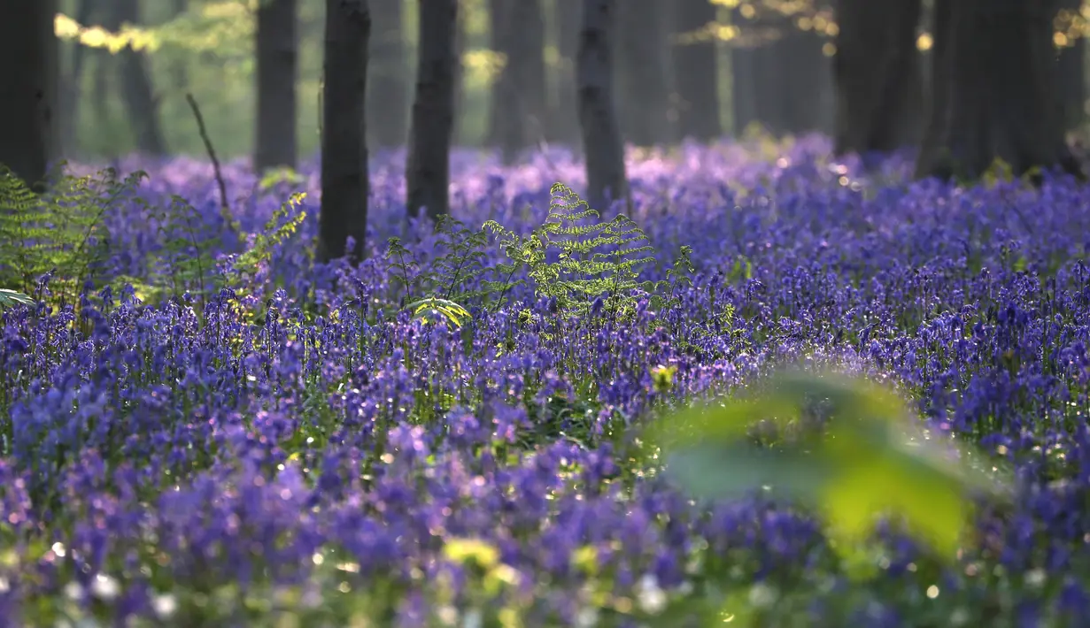 Pemandangan bunga bluebells liar, yang mekar sekitar pertengahan April, mengubah lantai hutan menjadi biru, membentuk karpet di Hallerbos, juga dikenal sebagai 'Hutan Biru', dekat Halle, Belgia (18/4). (Reuters/Yves Herman)