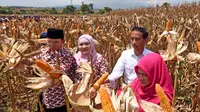 Dalam acara Panen Raya jagung di Dompu, Presiden Jokowi didampingi Ibu Negara Iriana yang sangat cekatan memetik jagung-jagung yang siap panen didampingi Gubernur NTB TGH M Zainul Majdi), Sabtu (11/4/2015). (Rumgapres/ Agus Suparto)