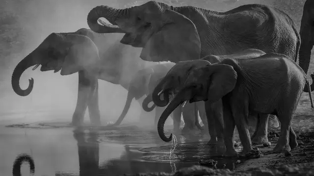 Ilustrasi Gajah di Botswana