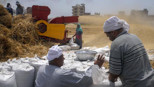 Musim Panen Gandum di Mesir