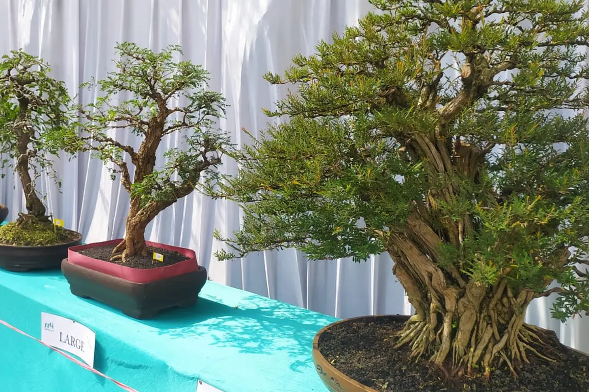 Deretan bonsai ragam unggulan nan indah bakal segera dinikmati pecinta bonsai Garut dalam kontes dan Pameran Bonsai Lokal Terbuka Pesona Bonsai Garut 2021’, mulai 3-5 September mendatang.